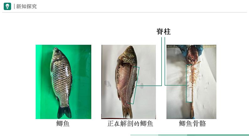 2.2.2.1  鱼 课件  (内嵌视频4个) ----2024-2025学年人教版（2024）生物七年级上册07