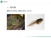 2.2.2.2 两栖动物和爬行动物 课件  (内嵌视频 2个) ----2024-2025学年人教版（2024）生物七年级上册