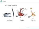 2.2.2.3 脊椎动物——鸟和哺乳动物 第一课时课件(内嵌视频1个)----2024-2025学年人教版（2024）生物七年级上册