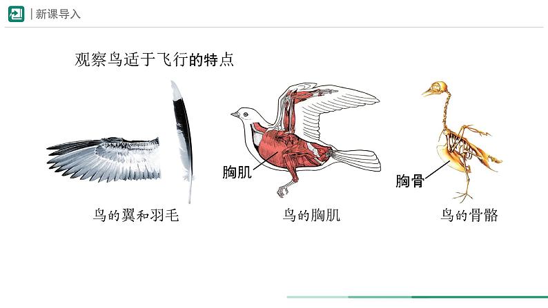 2.2.2.3 脊椎动物——鸟和哺乳动物 第一课时课件(内嵌视频1个)----2024-2025学年人教版（2024）生物七年级上册04