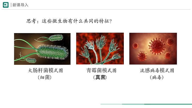 2.3.1 微生物的分布 课件 (内嵌视频1个) ----2024-2025学年人教版（2024）生物七年级上册03