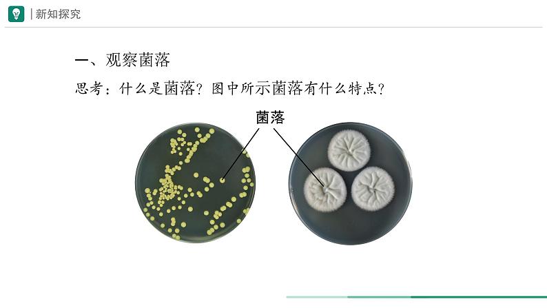 2.3.1 微生物的分布 课件 (内嵌视频1个) ----2024-2025学年人教版（2024）生物七年级上册04