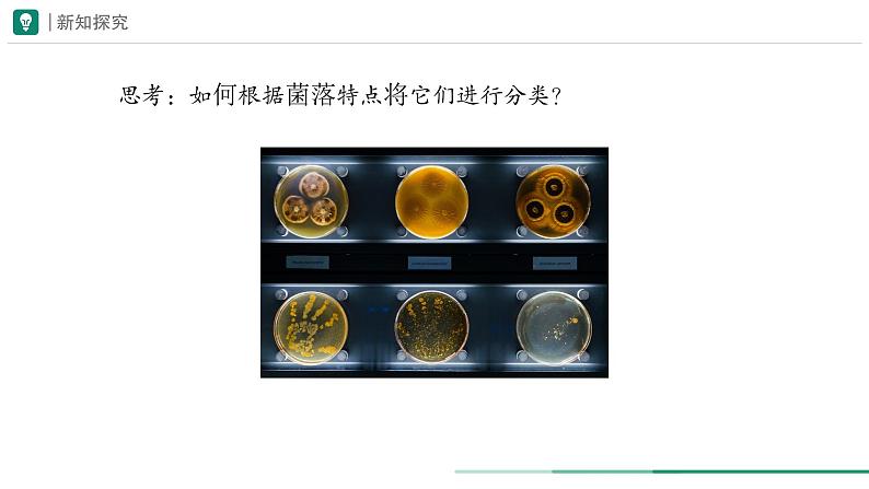 2.3.1 微生物的分布 课件 (内嵌视频1个) ----2024-2025学年人教版（2024）生物七年级上册05