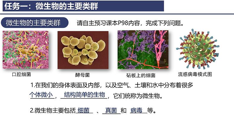 2.3.1微生物的分布课件---2024-2025学年人教版（2024）生物七年级上册04