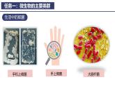 2.3.1微生物的分布课件---2024-2025学年人教版（2024）生物七年级上册