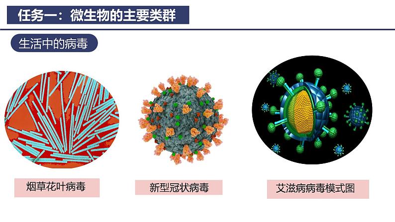 2.3.1微生物的分布课件---2024-2025学年人教版（2024）生物七年级上册07