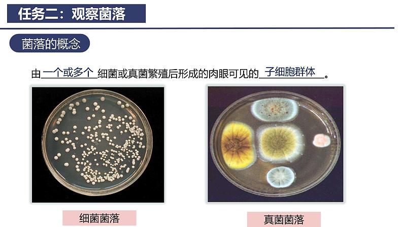 2.3.1微生物的分布课件---2024-2025学年人教版（2024）生物七年级上册08