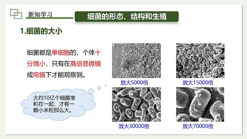 2.3.2 细菌  课件--2024-2025学年人教版（2024）生物七年级上册第4页