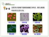 2.3.2 细菌  课件--2024-2025学年人教版（2024）生物七年级上册