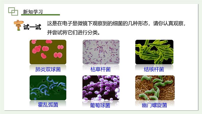 2.3.2 细菌  课件--2024-2025学年人教版（2024）生物七年级上册第5页