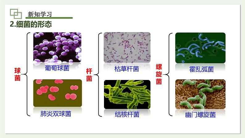 2.3.2 细菌  课件--2024-2025学年人教版（2024）生物七年级上册第6页