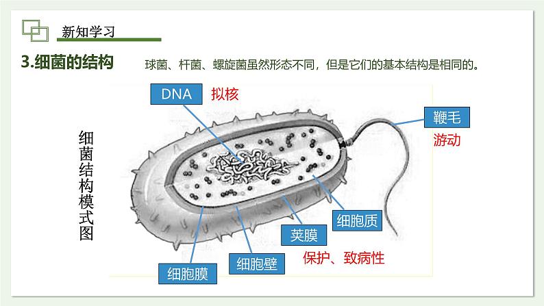 2.3.2 细菌  课件--2024-2025学年人教版（2024）生物七年级上册第8页