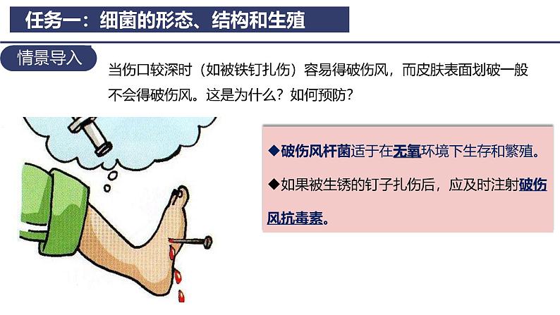 2.3.2 细菌 课件2024-2025学年人教版（2024）生物七年级上册第3页