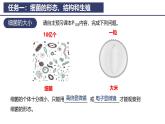 2.3.2 细菌 课件2024-2025学年人教版（2024）生物七年级上册