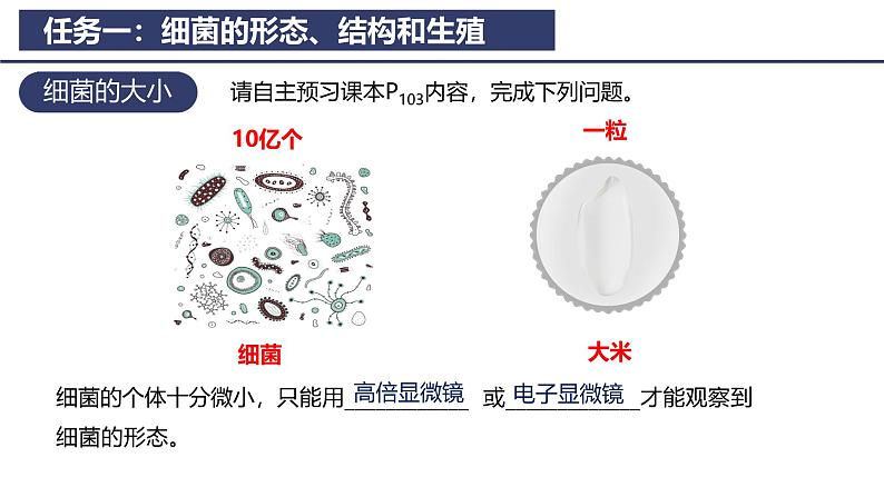 2.3.2 细菌 课件2024-2025学年人教版（2024）生物七年级上册第4页