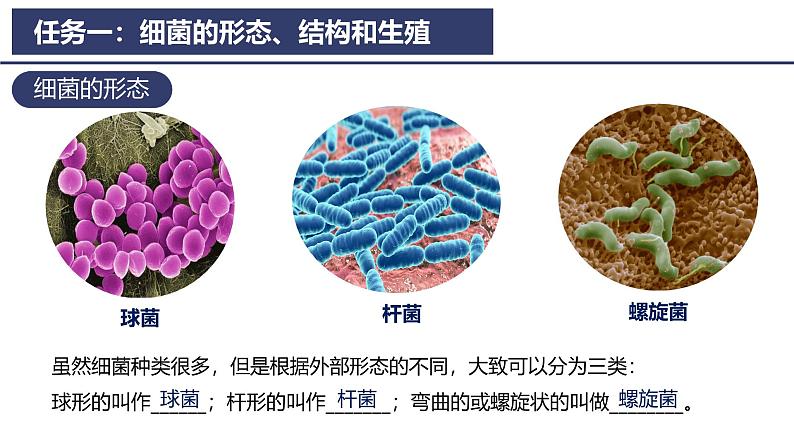 2.3.2 细菌 课件2024-2025学年人教版（2024）生物七年级上册第5页