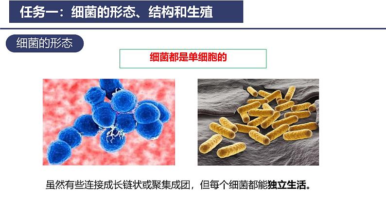 2.3.2 细菌 课件2024-2025学年人教版（2024）生物七年级上册第6页