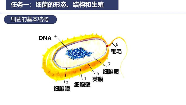 2.3.2 细菌 课件2024-2025学年人教版（2024）生物七年级上册第7页