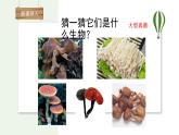 2.3.3 真菌 课件   2024-2025学年人教版（2024）生物七年级上册