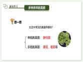 2.3.3 真菌 课件   2024-2025学年人教版（2024）生物七年级上册