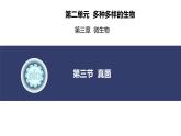 2.3.3 真菌 课件 (内嵌视频1个)-----2024-2025学年人教版（2024）生物七年级上册