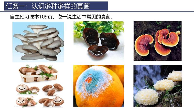 2.3.3 真菌 课件 (内嵌视频1个)-----2024-2025学年人教版（2024）生物七年级上册第4页