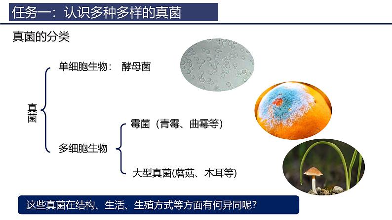 2.3.3 真菌 课件 (内嵌视频1个)-----2024-2025学年人教版（2024）生物七年级上册第6页