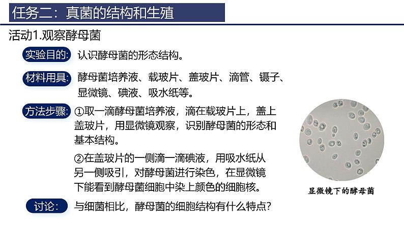 2.3.3 真菌 课件 (内嵌视频1个)-----2024-2025学年人教版（2024）生物七年级上册第7页