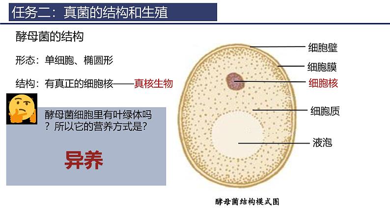 2.3.3 真菌 课件 (内嵌视频1个)-----2024-2025学年人教版（2024）生物七年级上册第8页