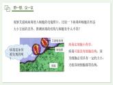 2.3.4 病毒 课件--2024-2025学年人教版（2024）生物七年级上册
