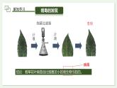 2.3.4 病毒 课件--2024-2025学年人教版（2024）生物七年级上册