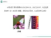 2.4.1 嘗試對(duì)生物進(jìn)行分類(lèi) 課件 -2024-2025學(xué)年人教版（2024）生物七年級(jí)上冊(cè)