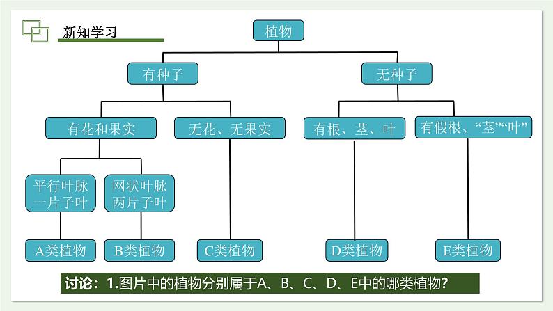 2.4.1 尝试对生物进行分类 课件--2024-2025学年人教版（2024）生物七年级上册第5页