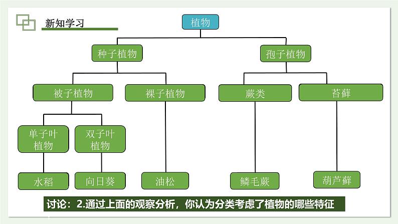 2.4.1 尝试对生物进行分类 课件--2024-2025学年人教版（2024）生物七年级上册第6页