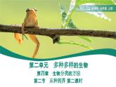 2.4.2 从种到界  课件 第二课时 -----2024-2025学年人教版（2024）生物七年级上册