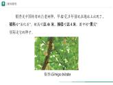 2.4.2 从种到界  课件 第二课时 -----2024-2025学年人教版（2024）生物七年级上册