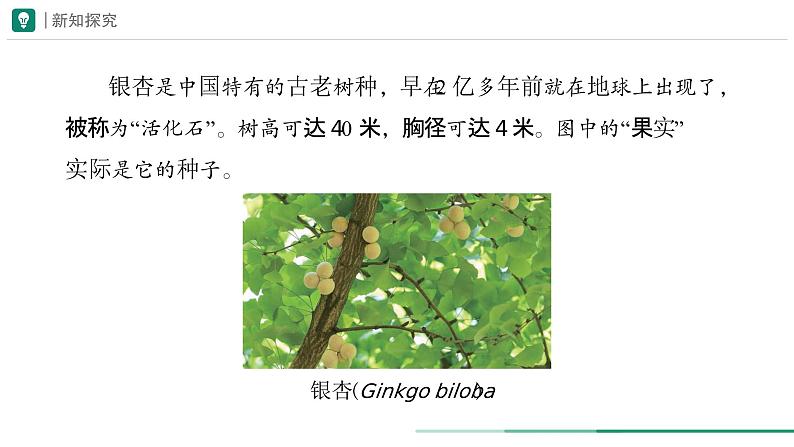 2.4.2 从种到界  课件 第二课时 -----2024-2025学年人教版（2024）生物七年级上册03