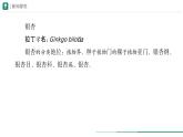 2.4.2 从种到界  课件 第二课时 -----2024-2025学年人教版（2024）生物七年级上册