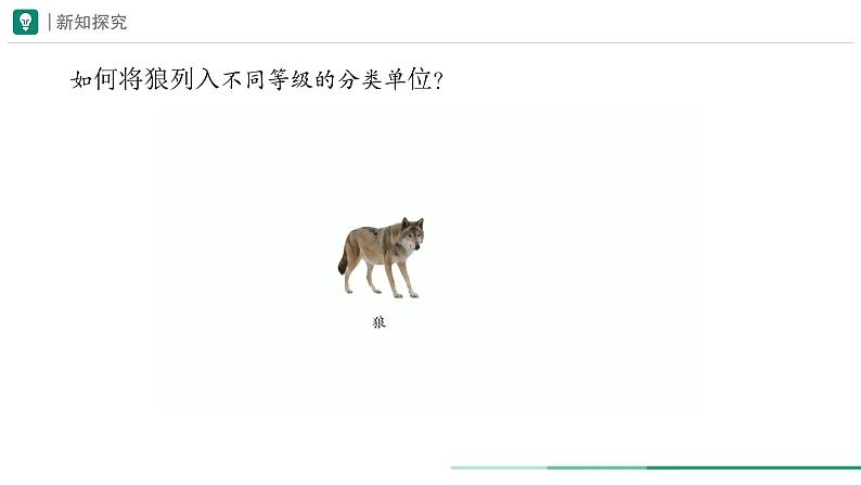 2.4.2 从种到界 课件 第一课时--2024-2025学年人教版（2024）生物七年级上册07