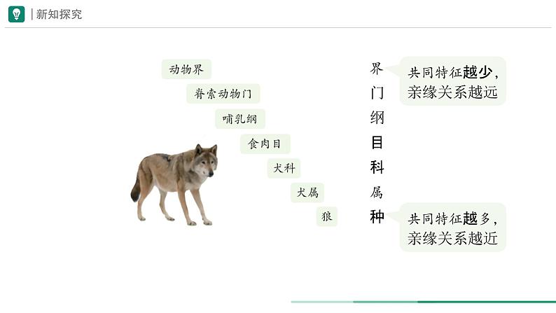 2.4.2 从种到界 课件 第一课时--2024-2025学年人教版（2024）生物七年级上册08