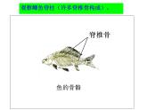 2024---2025学年度人教版八年级上册生物5.1.4鱼类 课件