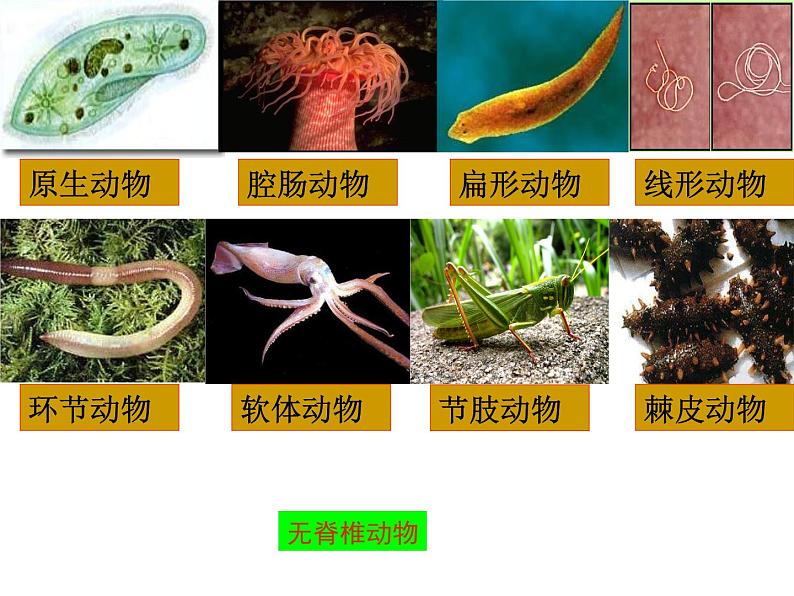 2024---2025学年度人教版八年级上册生物5.1.4鱼类 课件05