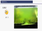 2.1.1 藻类、苔藓植物和蕨类植物课件2024-2025学年人教版（2024）生物七年级上册