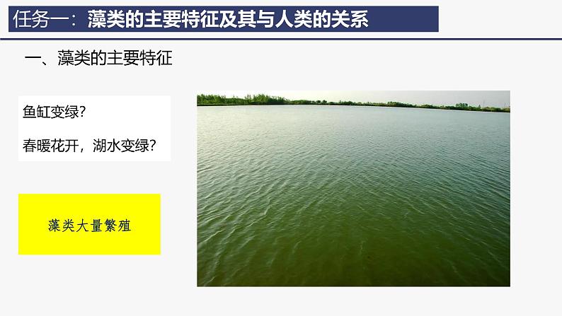 2.1.1 藻类、苔藓植物和蕨类植物课件2024-2025学年人教版（2024）生物七年级上册06