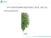 2.1.1 藻类、苔藓植物和蕨类植物 课件--2024-2025学年人教版（2024）生物七年级上册