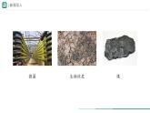 2.1.1 藻类、苔藓植物和蕨类植物 课件--2024-2025学年人教版（2024）生物七年级上册