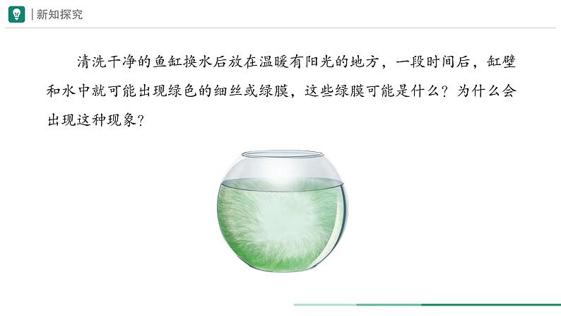 2.1.1 藻类、苔藓植物和蕨类植物 课件--2024-2025学年人教版（2024）生物七年级上册04