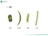 2.1.1 藻类、苔藓植物和蕨类植物 课件--2024-2025学年人教版（2024）生物七年级上册