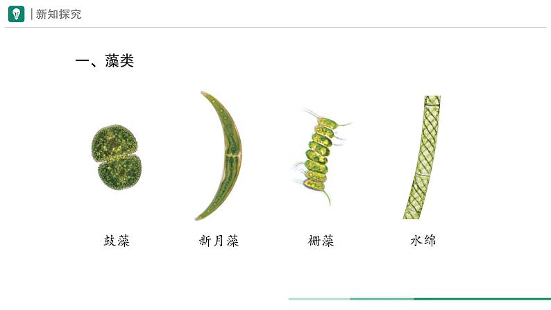 2.1.1 藻类、苔藓植物和蕨类植物 课件--2024-2025学年人教版（2024）生物七年级上册05