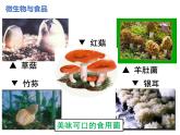 2.5.2  微生物与人类的关系  课件---2024-2025学年苏教版（2024版）七年级生物上册